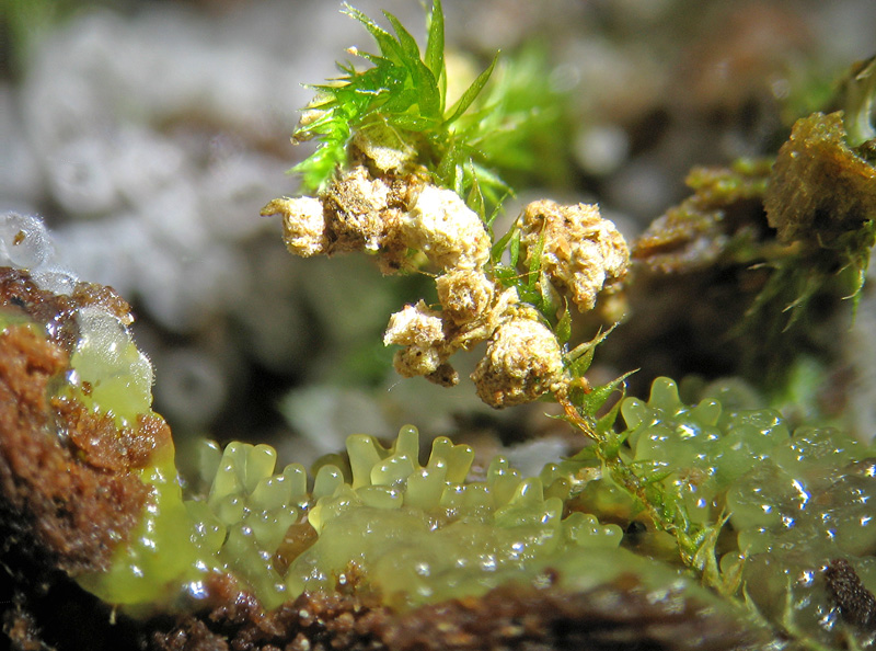 Ceratiomyxa fruticulosa